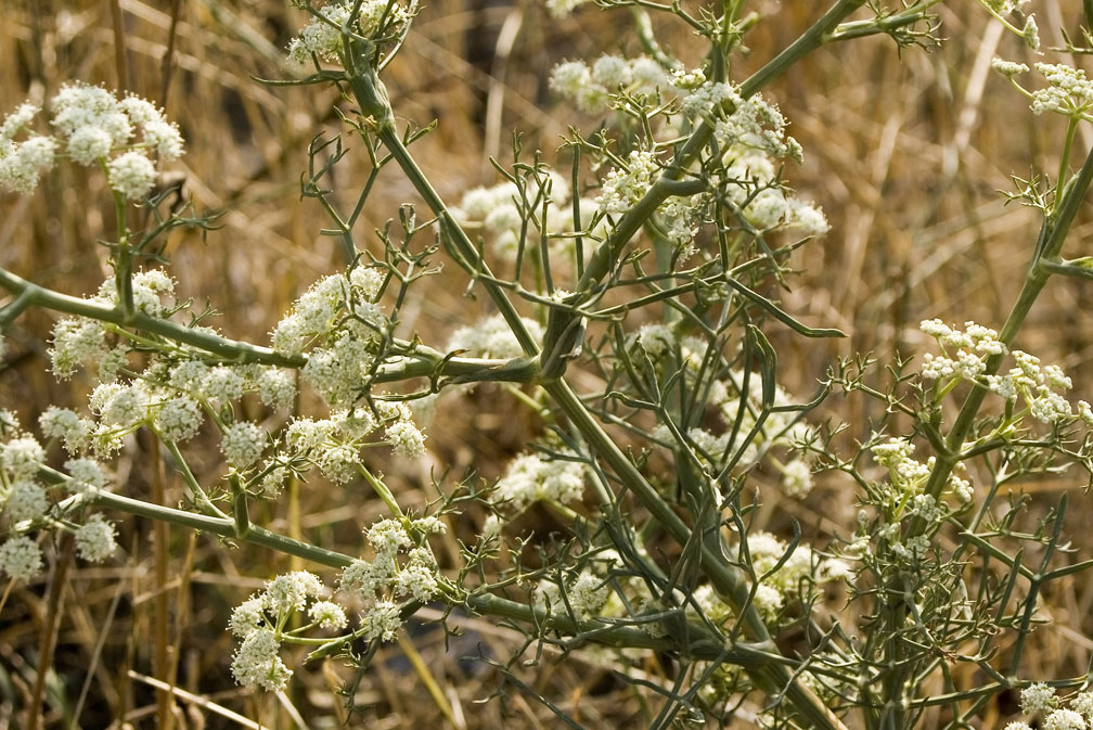 Seseli tortuosum / Finocchiella mediterranea